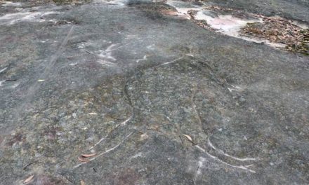 The Distant Candles Still Dance in the Bushland:  On Discovering a Rock Engraving