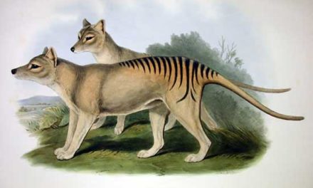 Tasmanian Tiger (Thylacine)